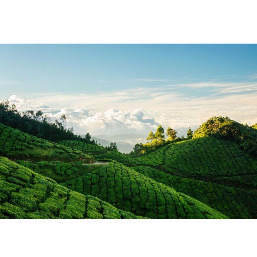 Tea Dethlefsen & Balk Inc. Black | Darjeeling Ambootia