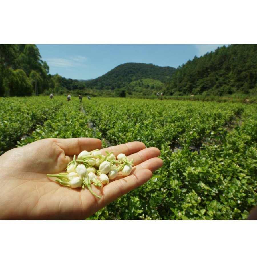 Tea Verileaf/Eastrise Teas Green | Snow Jasmine