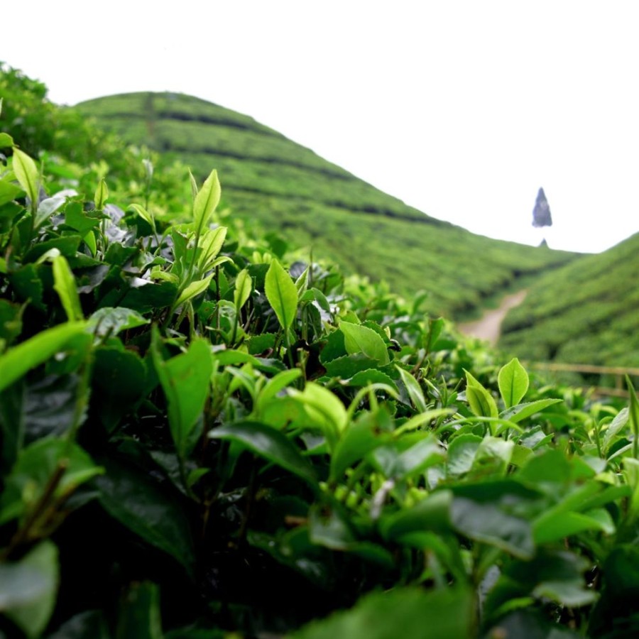 Tea Verileaf/Eastrise Teas Black | Darjeeling Castleton