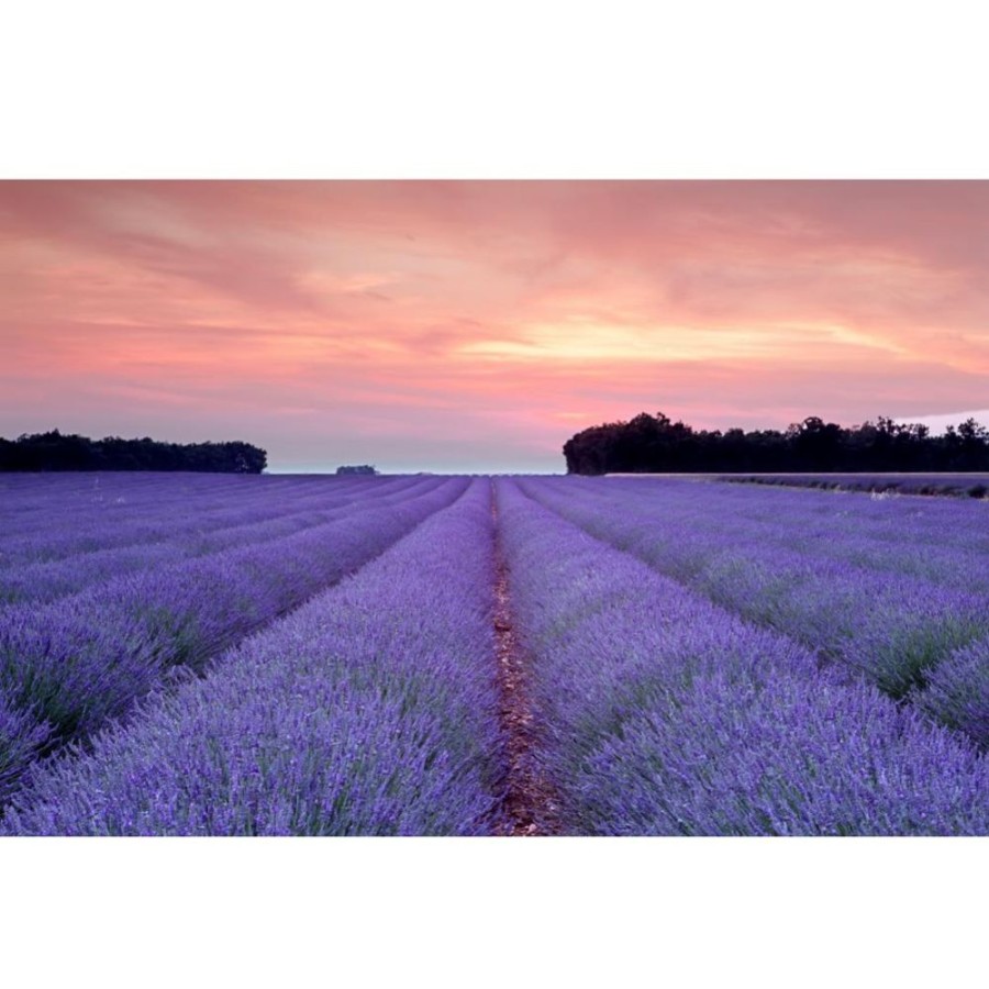 Tea Mariage Frères Green | Provence Vert